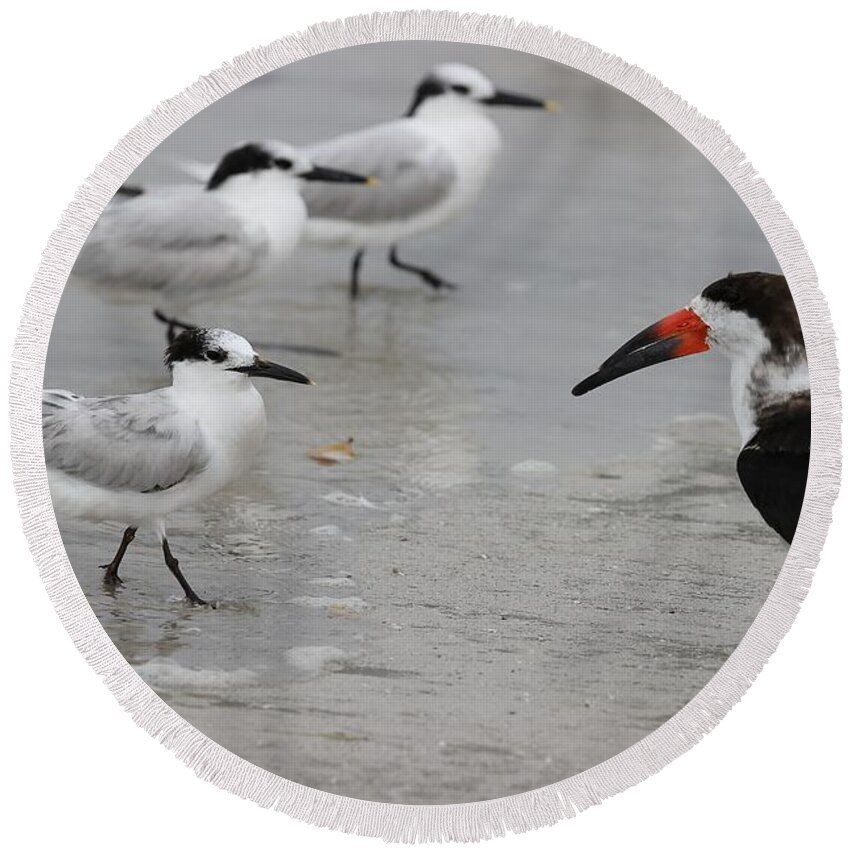 Terns Round Beach Towel featuring the photograph A Friendly Encounter by Mingming Jiang