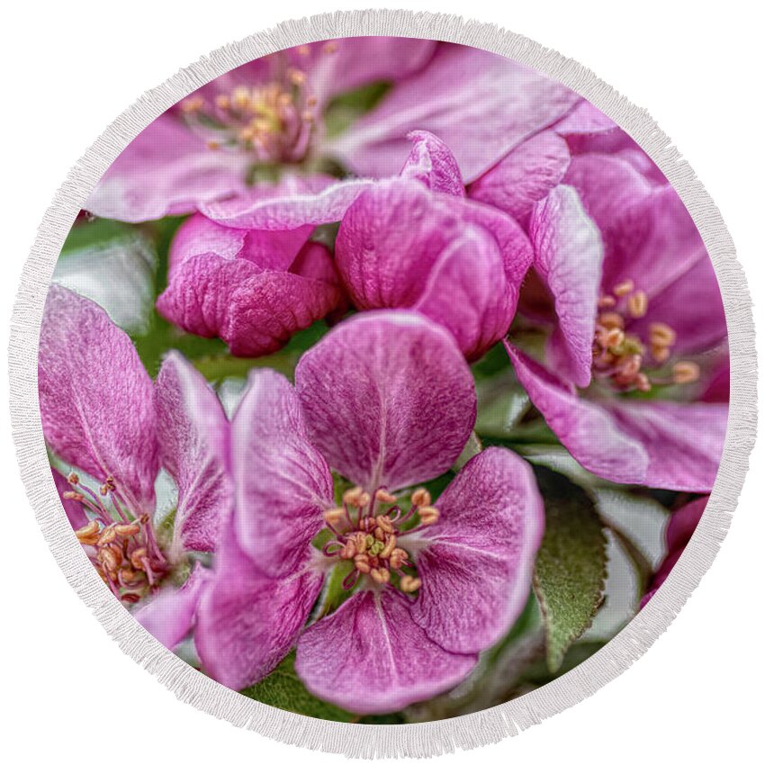 Crab-apple Round Beach Towel featuring the photograph A Gathering Of Pink by Pamela Dunn-Parrish
