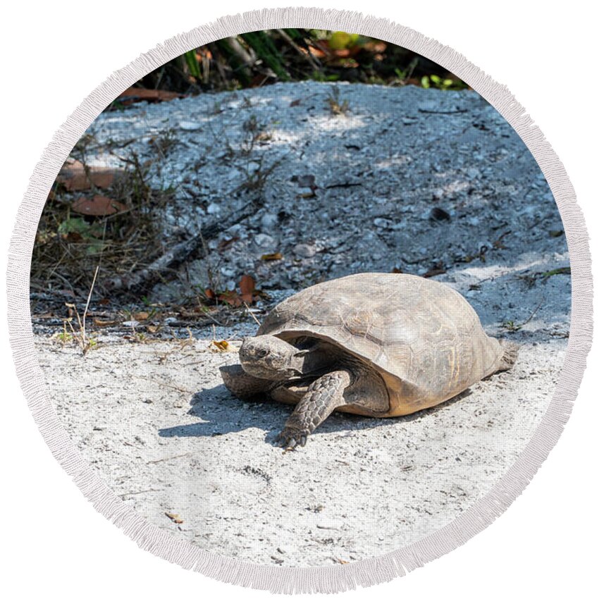 Florida Round Beach Towel featuring the photograph A Gopher Tortoise roams from its mound at Lovers Key State Park by William Kuta