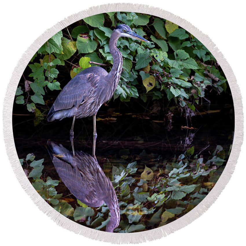 Bronx River Round Beach Towel featuring the photograph A Great Blue Heron and Its reflection in the Bronx River by Kevin Suttlehan