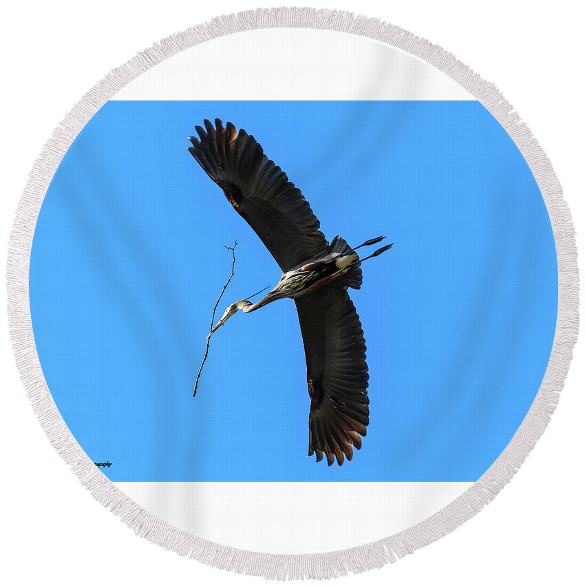 Great Blue Heron Round Beach Towel featuring the photograph A Great Blue Heron in Flight by Tahmina Watson