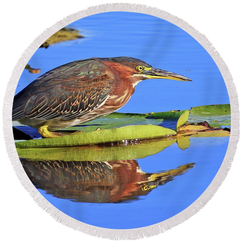 Green Heron Round Beach Towel featuring the photograph A Green Heron on a Lotus Pad by Shixing Wen