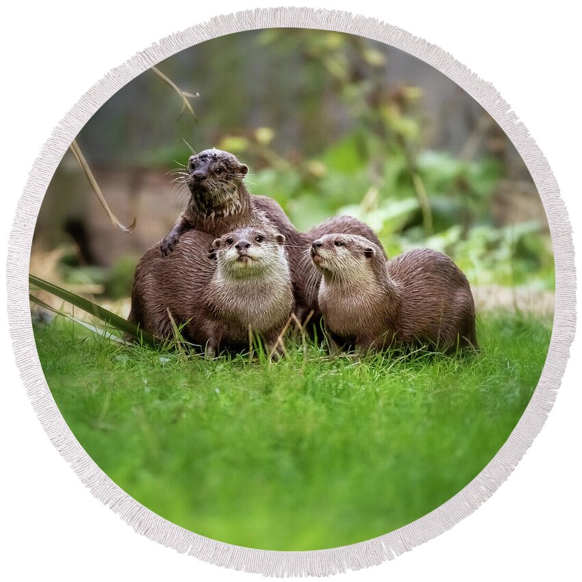 Curious Round Beach Towel featuring the photograph A group of Asian small-clawed otters, aonyx cinerea, huddled tog by Jane Rix