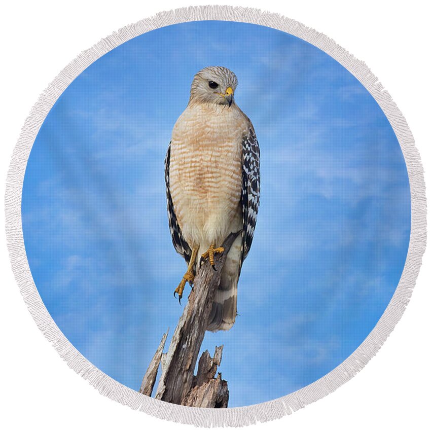 Hawk Round Beach Towel featuring the photograph A Hawk in the Everglades by Mark Andrew Thomas