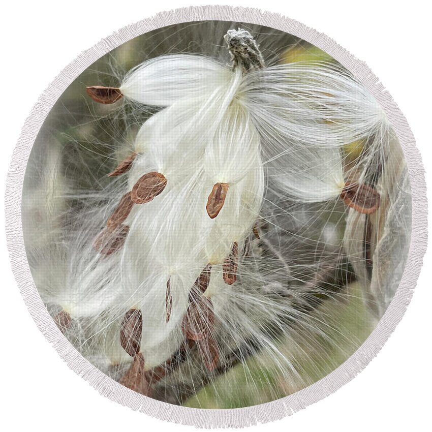 Milkweed Round Beach Towel featuring the photograph A Horse Named Milkweed by Terri Harper