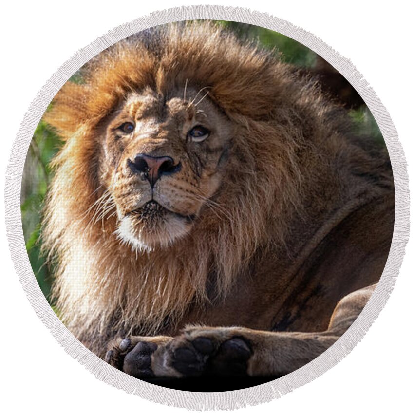 David Levin Photography Round Beach Towel featuring the photograph A Lounging Lion by David Levin