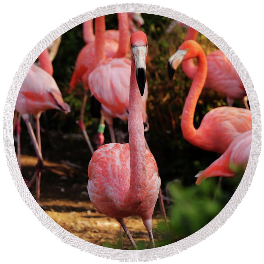 American Flamingo Round Beach Towel featuring the photograph American flamingo - Hey, you stay by Vaclav Sonnek