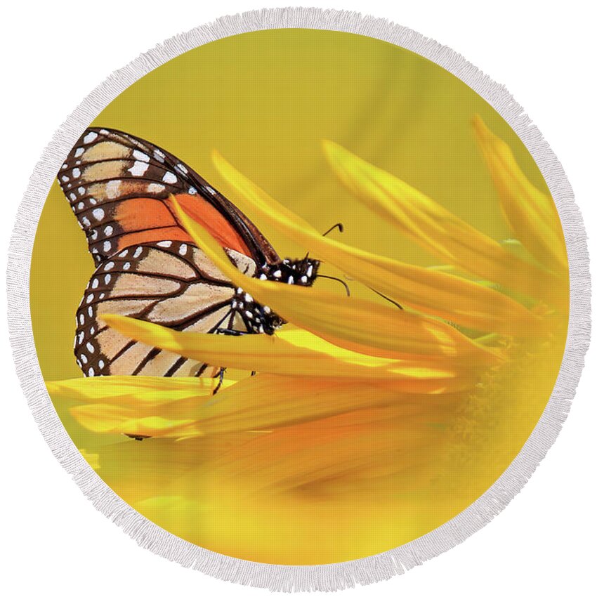 Monarch Butterfly Round Beach Towel featuring the photograph A Monarch Butterfly on a Sunflower by Shixing Wen