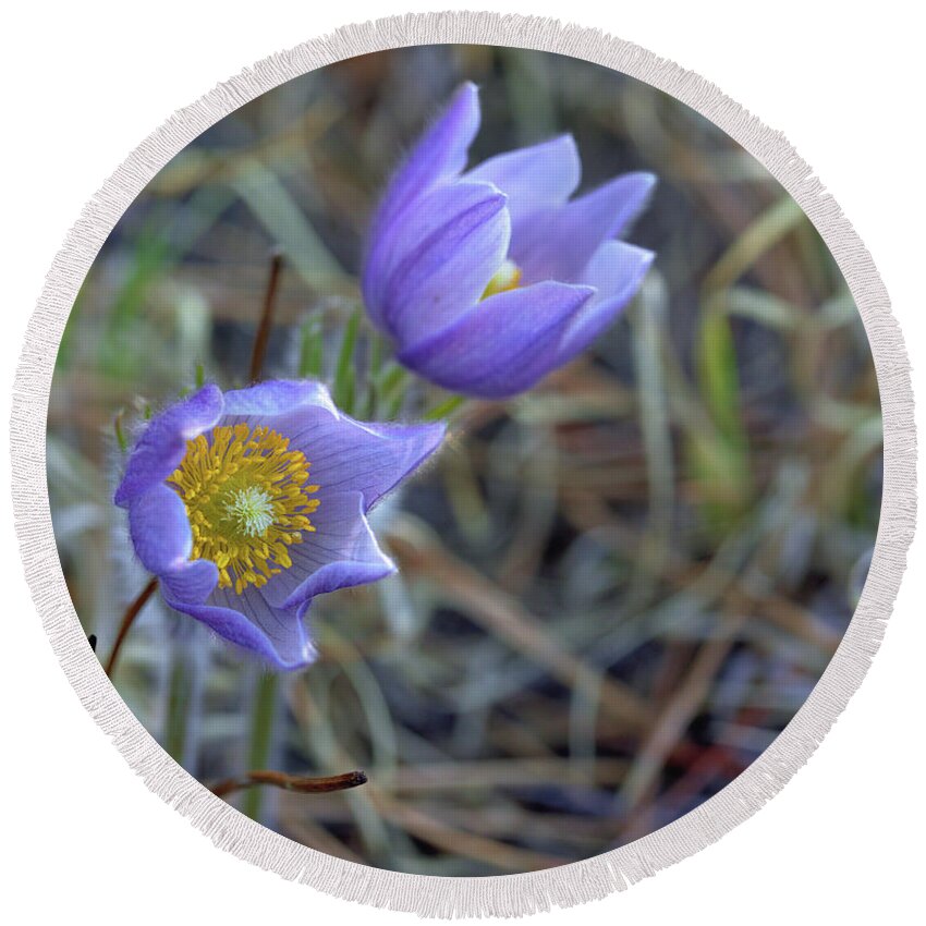 Pasque Flowers Round Beach Towel featuring the photograph A Pair of Pasque Flowers by Bob Falcone