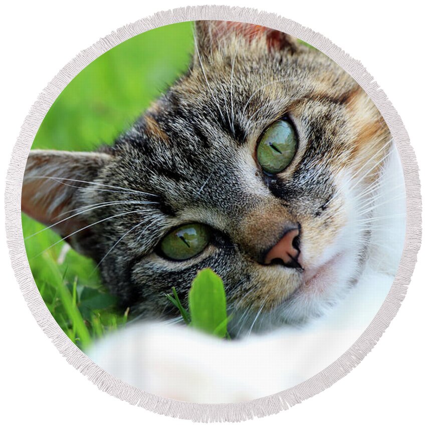 Golden Hour Round Beach Towel featuring the photograph A part of body of domestic cat lying in grass and looking on camera in right moment by Vaclav Sonnek