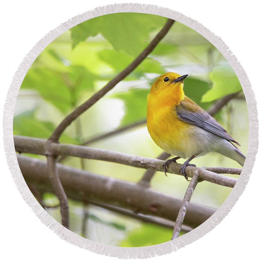 Prothonotary Warbler Round Beach Towel featuring the photograph A Prothonotary Warbler is Perched in the Croatan National Forest by Bob Decker