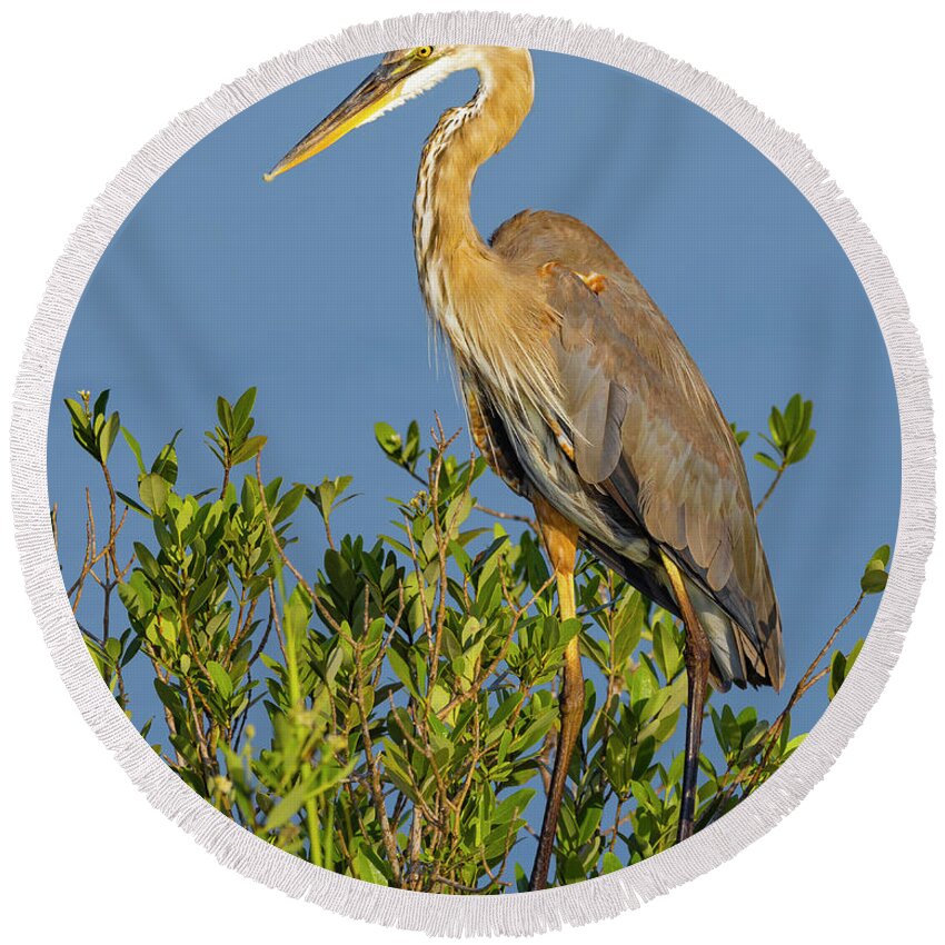 R5-2653 Round Beach Towel featuring the photograph A Proud Heron by Gordon Elwell