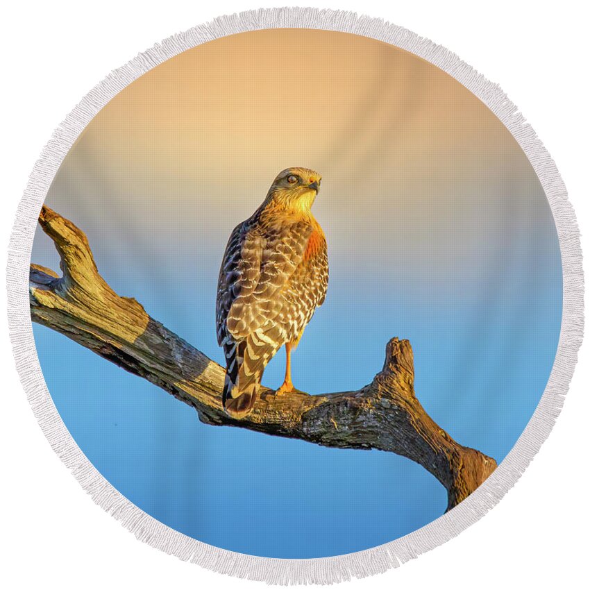 Hawk Round Beach Towel featuring the photograph A Red Shouldered Hawk at Sunset by Mark Andrew Thomas