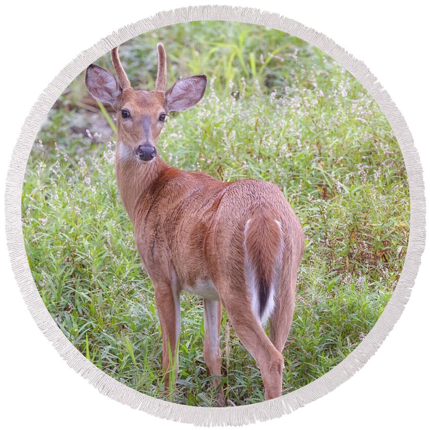 Whitetail Deer Round Beach Towel featuring the photograph A Spike Horn Buck in Velvet by Susan Rissi Tregoning