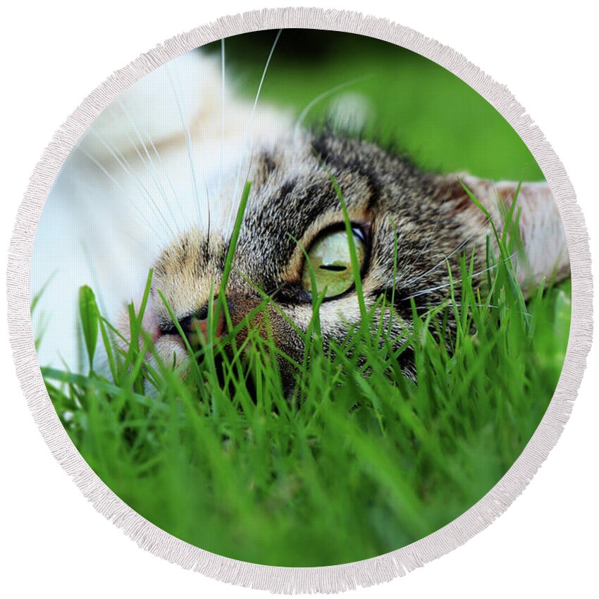 Domestic Cat Round Beach Towel featuring the photograph Tabby kitten lying in grass by Vaclav Sonnek