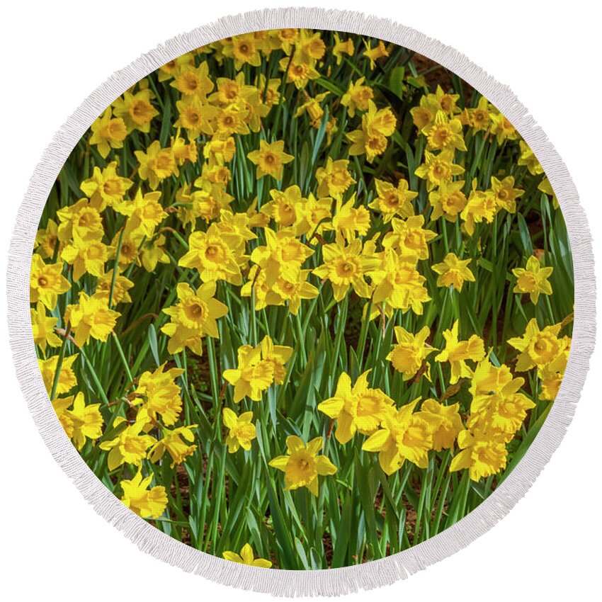 Daffodils Round Beach Towel featuring the photograph A Thousand Lights of Daffodil by Bonnie Follett