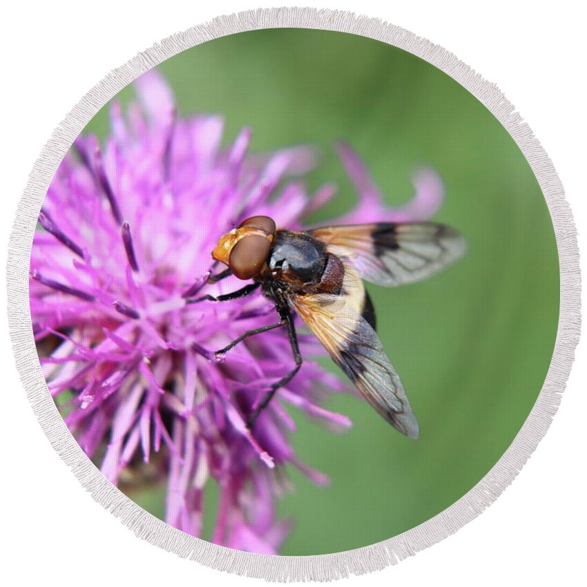 Volucella Pellucens Round Beach Towel featuring the photograph A Volucella pellucens pollinating red clover by Vaclav Sonnek