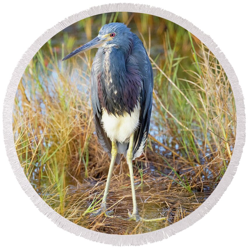 R5-2607 Round Beach Towel featuring the photograph A young blue heron by Gordon Elwell
