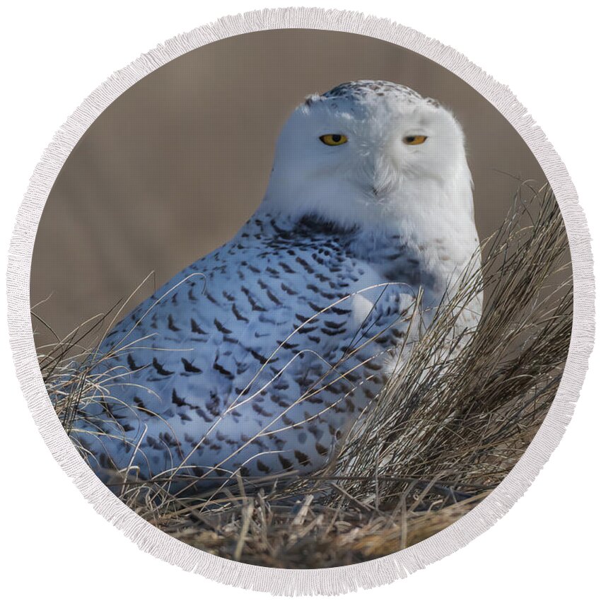 Snowy Owl Round Beach Towel featuring the photograph A Young Snowy Owl by Sylvia Goldkranz