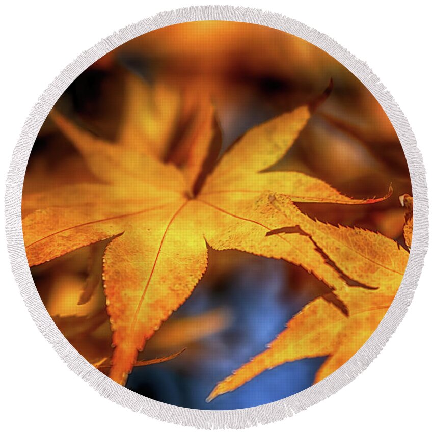 Fall Colors Round Beach Towel featuring the photograph Acer in Autumn by Susan Rissi Tregoning
