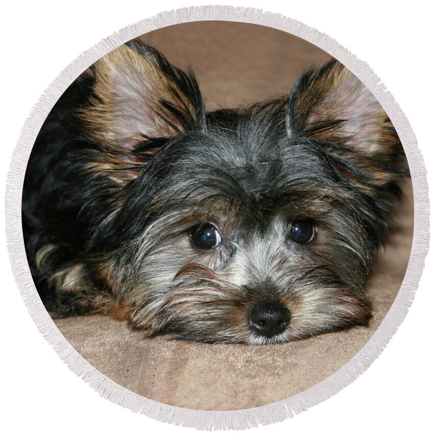 Animal Round Beach Towel featuring the photograph Adorable Yorkie Puppy 2 by Dawn Richards