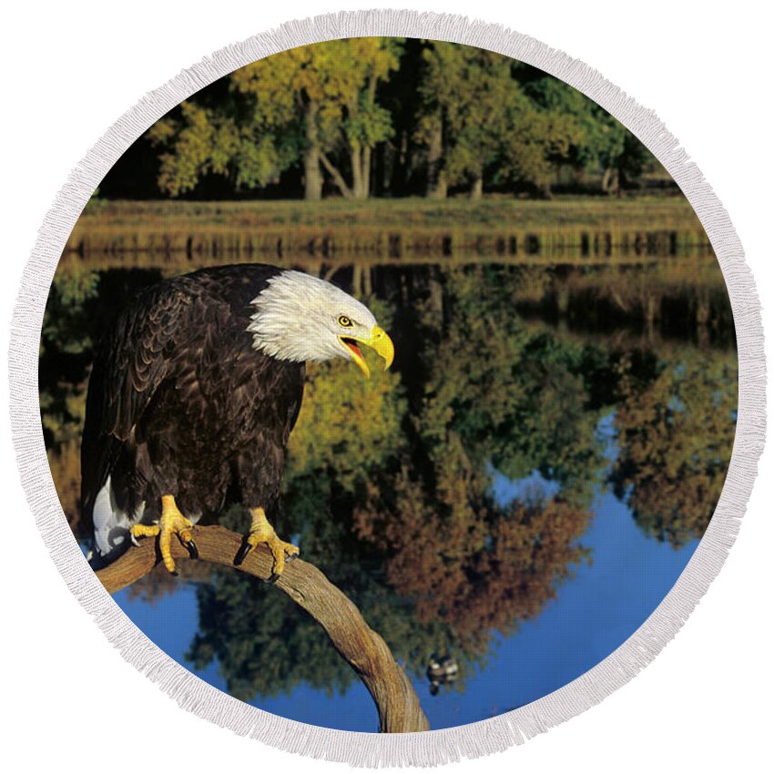 Dave Welling Round Beach Towel featuring the photograph Adult Bald Eagle Hailaeetus Leucocephalus by Dave Welling
