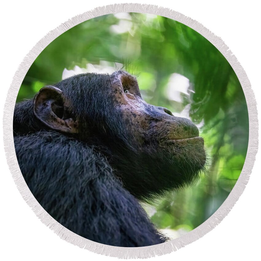 Chimpanzee Round Beach Towel featuring the photograph Adult chimpanzee, pan troglodytes, side profile in sunlight. in by Jane Rix