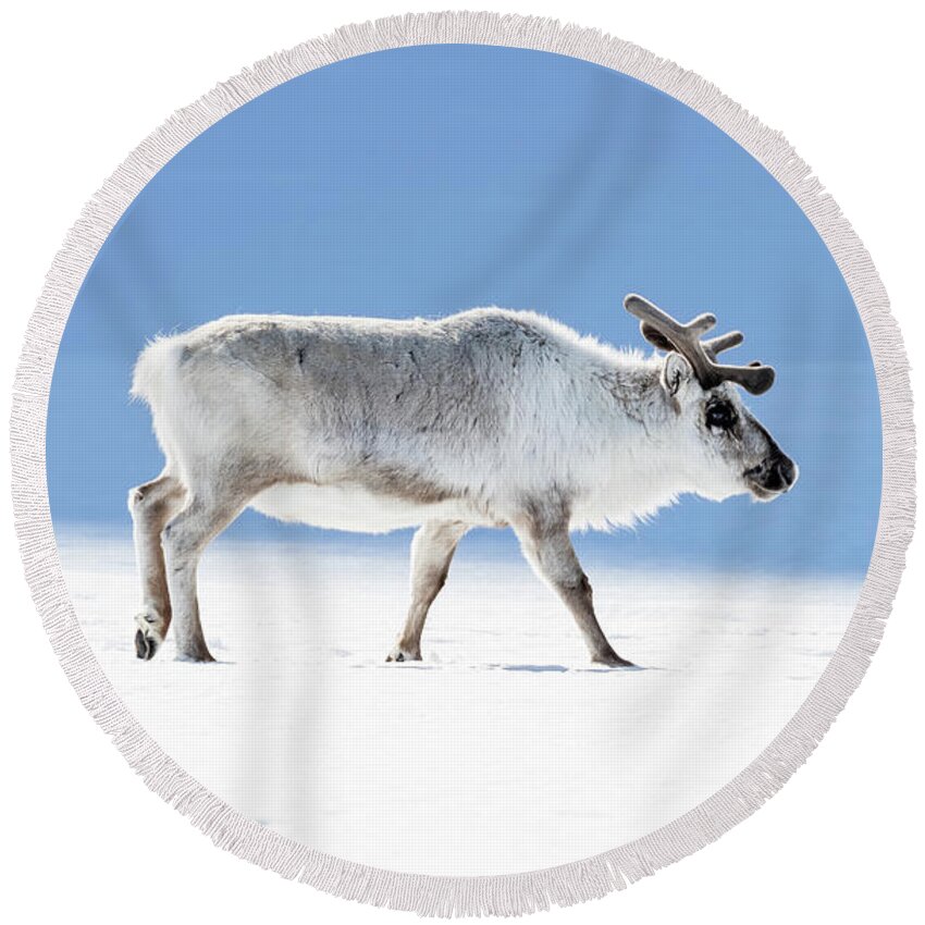 Adult Round Beach Towel featuring the photograph Adult reindeer, side profile, Svalbard by Jane Rix