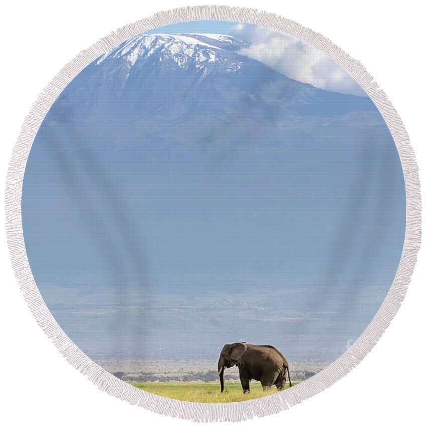 Elephant Round Beach Towel featuring the photograph African elephant walks across the grassland of Amboseli National park, Kenya. A snow covered Mount Kilimajaro can be seen in the background. by Jane Rix