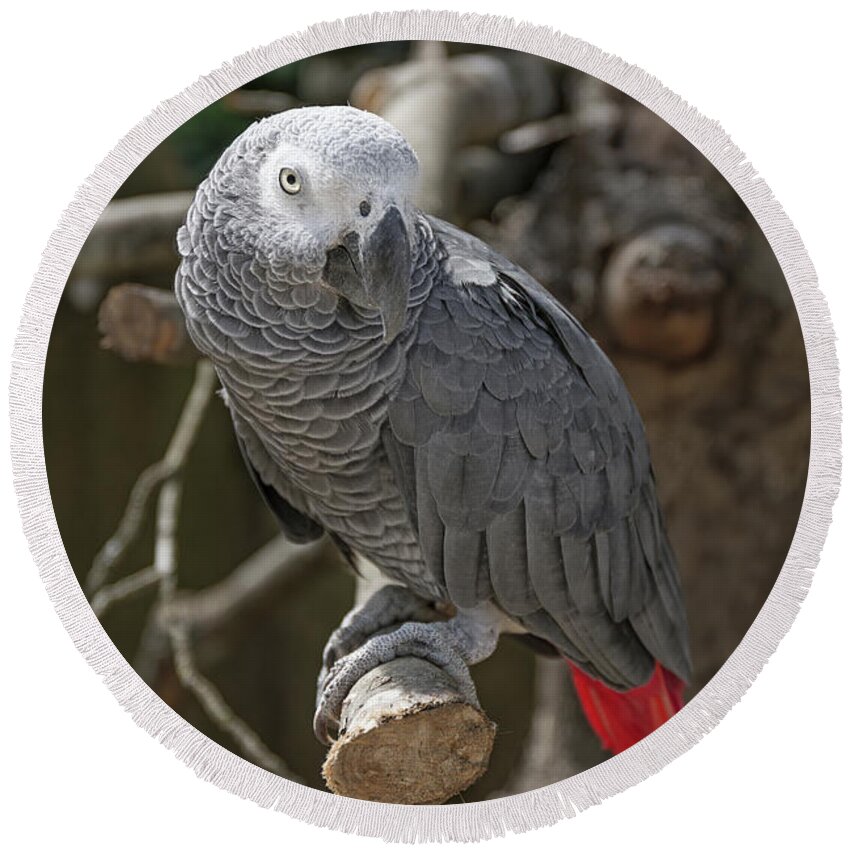 African Grey Parrot Round Beach Towel featuring the photograph African Grey Parrot by Elaine Teague