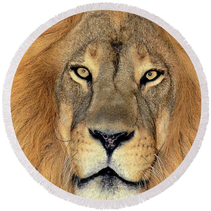African Lion Round Beach Towel featuring the photograph African Lion Portrait Wildlife Rescue by Dave Welling