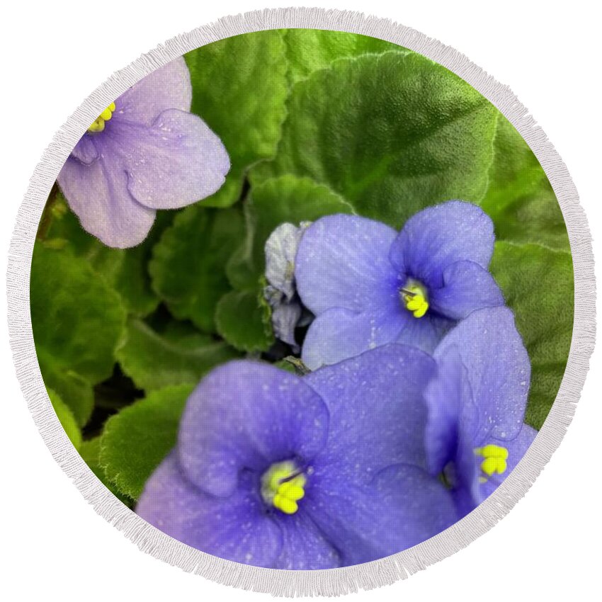 African Violet Round Beach Towel featuring the photograph African Violet by Albert Massimi