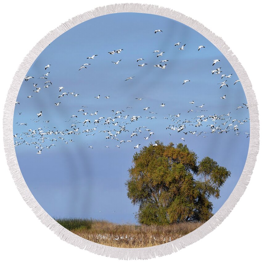 Geese Round Beach Towel featuring the photograph Afternoon Flight by Alan C Wade