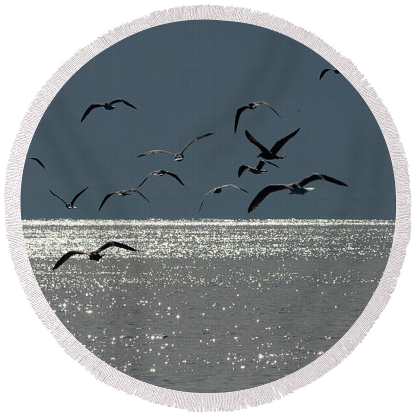 Birds Round Beach Towel featuring the photograph Aiming at Light by Linda Bonaccorsi