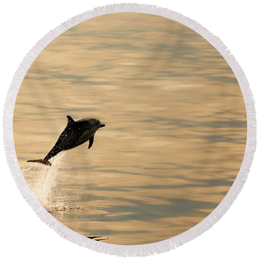 Photographs Round Beach Towel featuring the photograph Airborne Dolphin at Sunrise Off the Ventura County Coast in California by John A Rodriguez