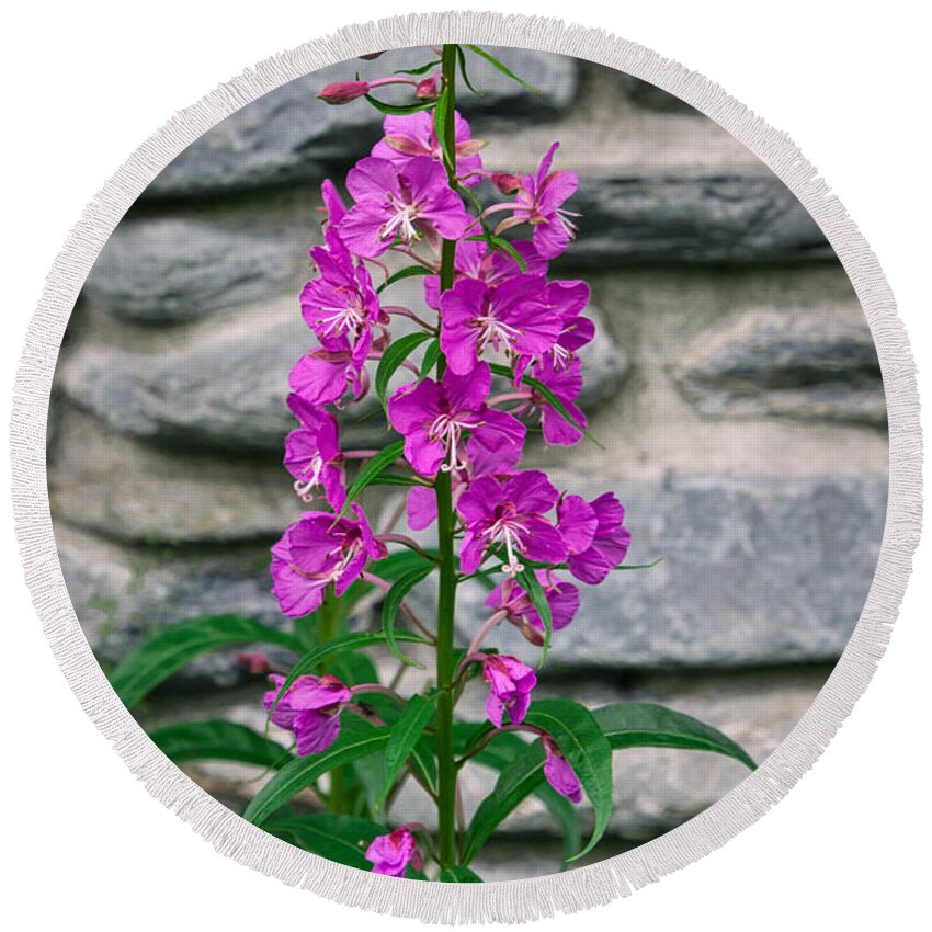 Fireweed Round Beach Towel featuring the photograph Alaskan Fireweed II by Steph Gabler