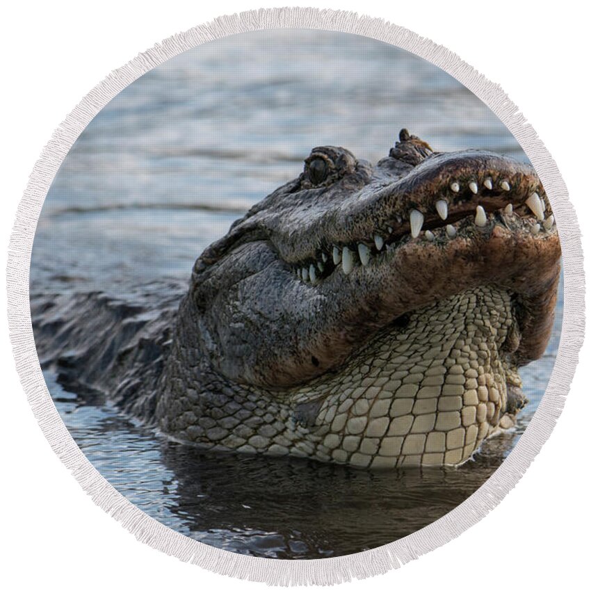 Alligator Round Beach Towel featuring the photograph Alligator Smile by Carolyn Hutchins