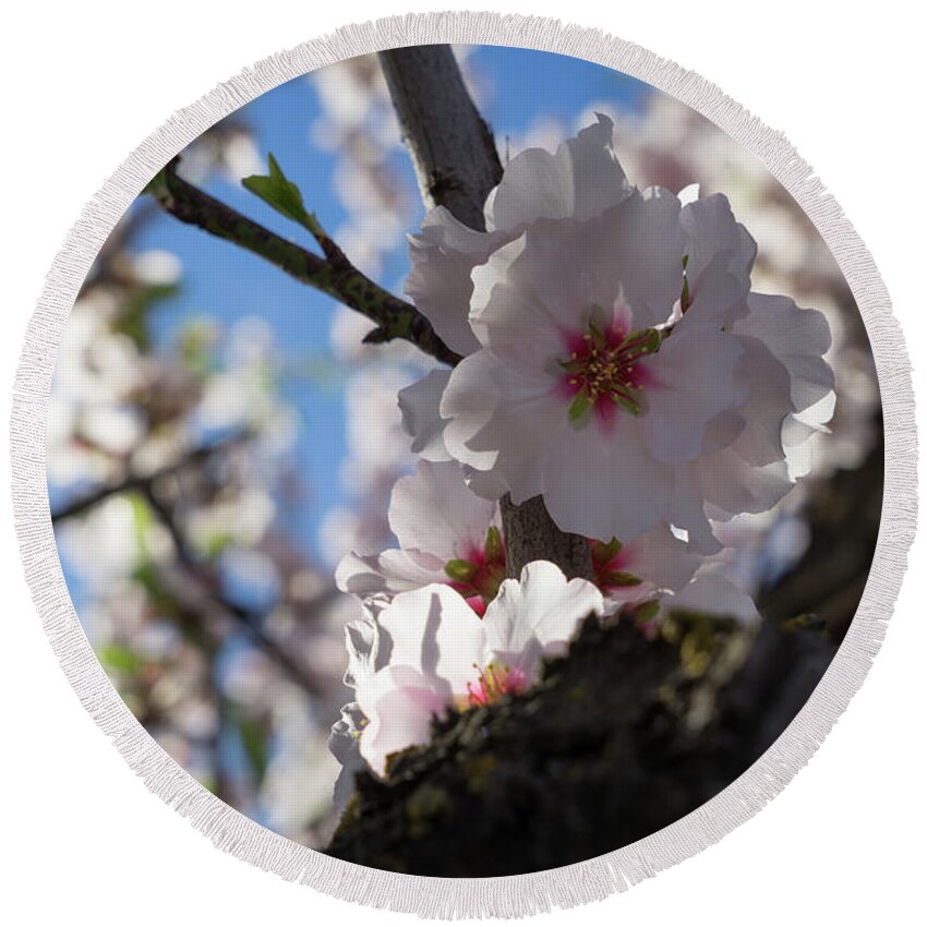 Almond Blossom Round Beach Towel featuring the photograph Soft pink almond blossoms in the backlight by Adriana Mueller