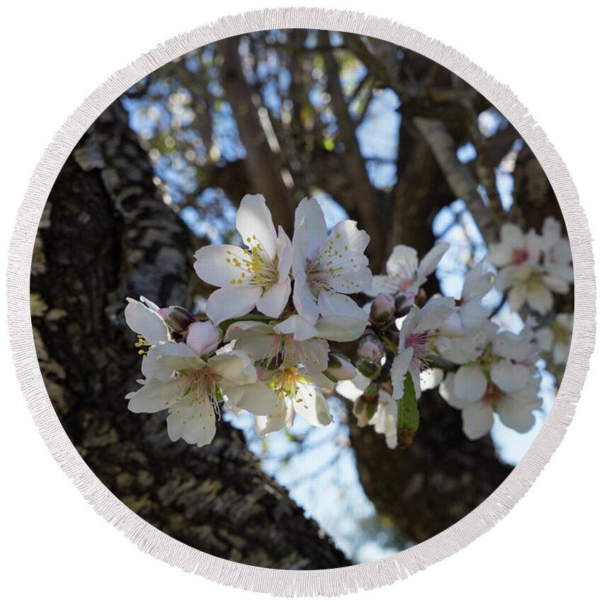 Almond Blossom Round Beach Towel featuring the photograph White flowers in the penumbra of the almond tree by Adriana Mueller