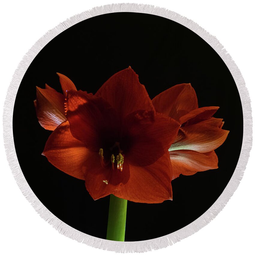 Amaryllis Round Beach Towel featuring the photograph Amaryllis #14 by Al Griffin