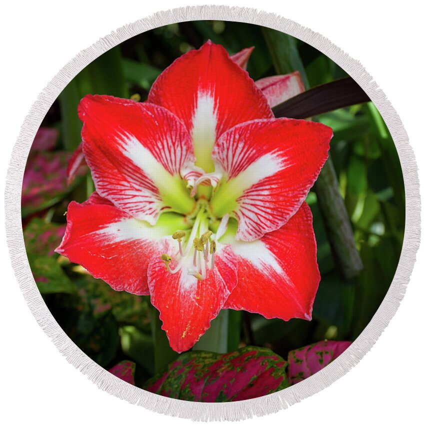 Flowers/plants Round Beach Towel featuring the photograph Amaryllis Flower by Louis Dallara