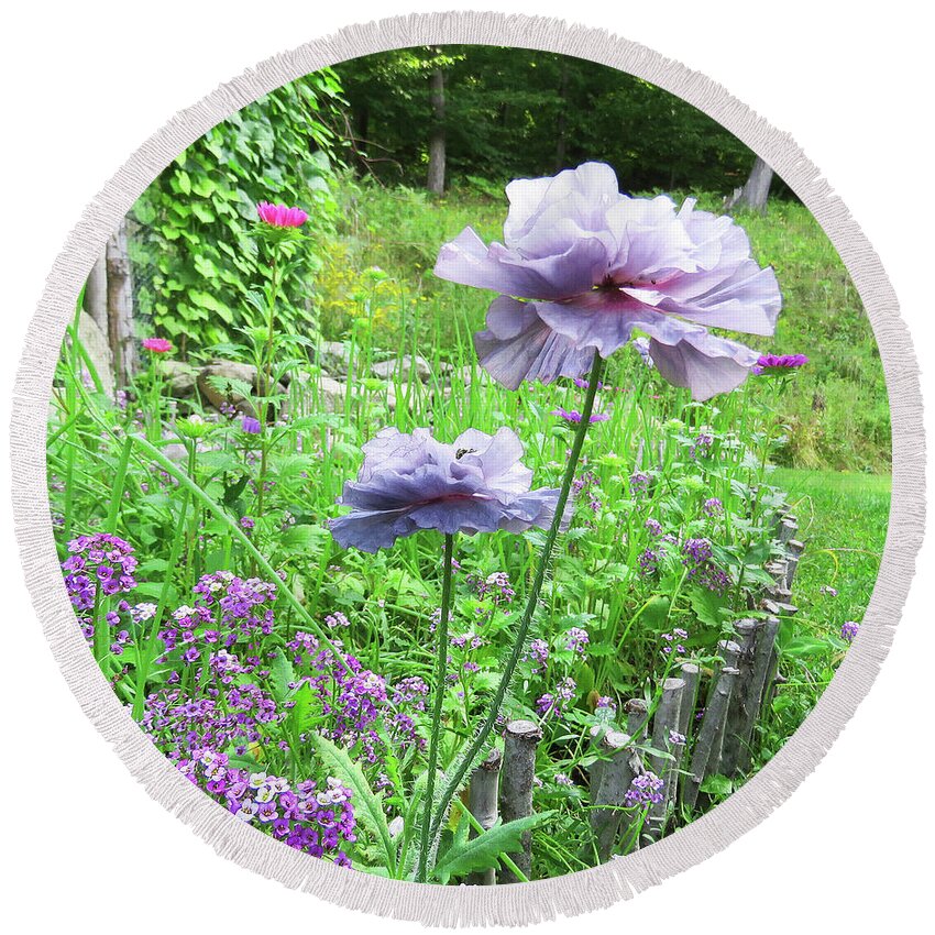 Poppy Round Beach Towel featuring the photograph Amazing Grey Poppy. Papaver Rhoeas 8 by Amy E Fraser