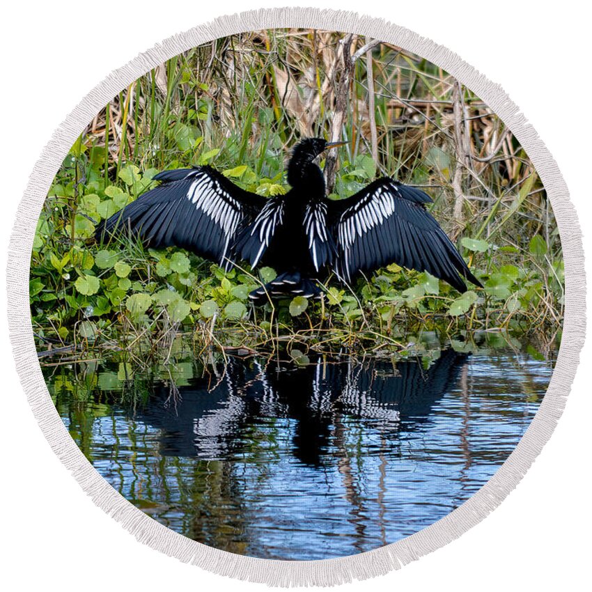 Anhinga Round Beach Towel featuring the photograph American Anhinga Snake Bird by Marie Dudek Brown