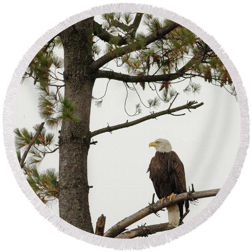 Minnesota Round Beach Towel featuring the photograph American Bald Eagle Watch by Natural Focal Point Photography