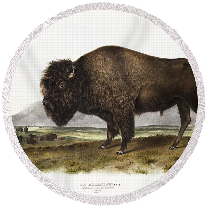 American Animals Round Beach Towel featuring the mixed media American Bison. John Woodhouse Audubon by World Art Collective