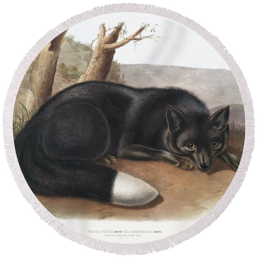 America Round Beach Towel featuring the mixed media American Black Fox. John Woodhouse Audubon by World Art Collective