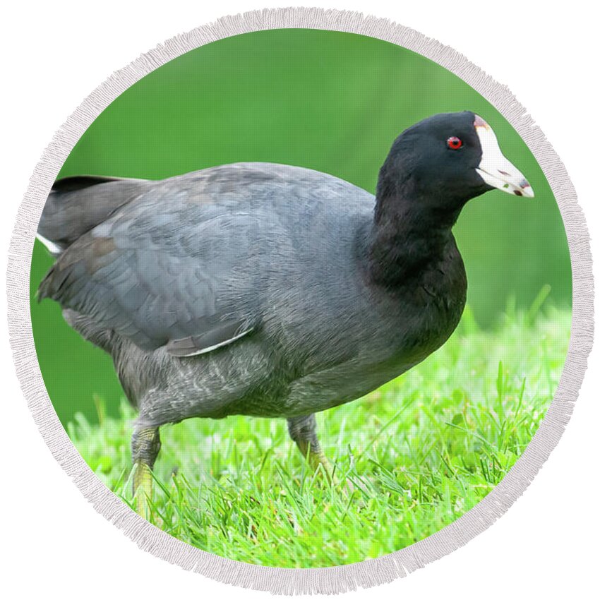 Adult Round Beach Towel featuring the photograph American Coot Grazing in the Grass by Jeff Goulden