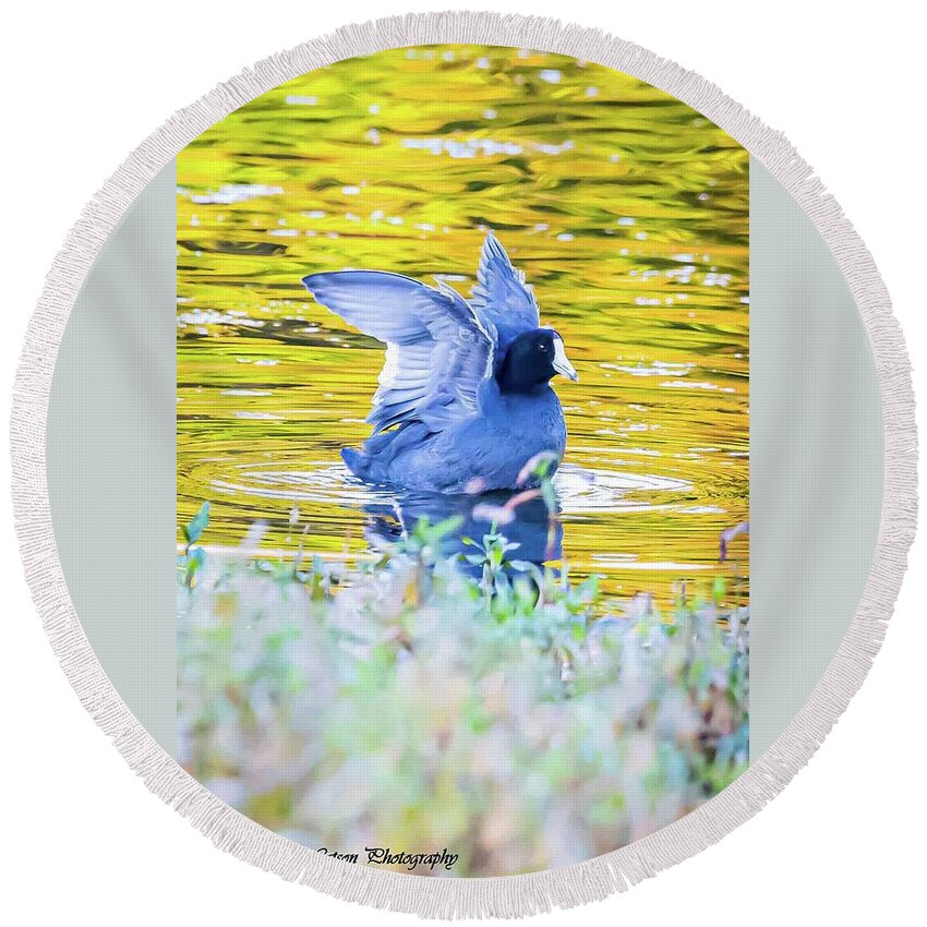 Coots Round Beach Towel featuring the photograph American Coot by Tahmina Watson