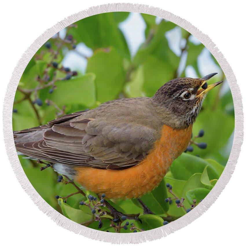 American Robin Round Beach Towel featuring the photograph American Robin Finds Privet Berries by Nancy Gleason