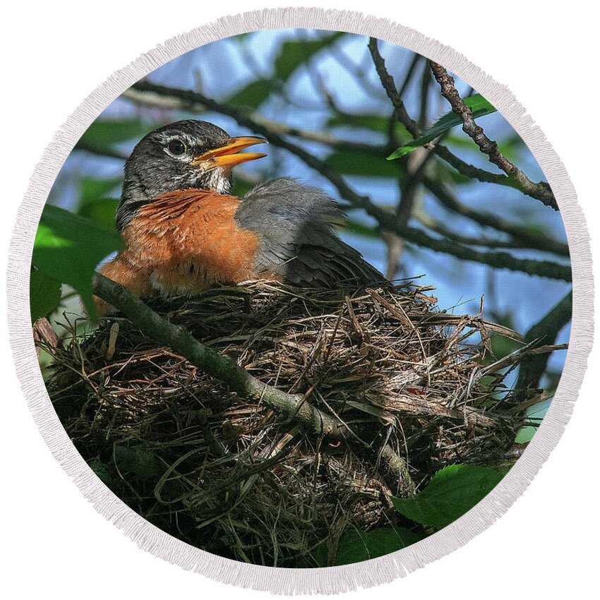 Nature Round Beach Towel featuring the photograph American Robin Sitting on Nest DSB0369 by Gerry Gantt